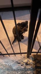 Found/Stray Unknown Dog last seen West side Ave and Audubon, Jersey City, NJ 07302