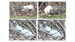 Found/Stray Unknown Cat last seen Seven Mile Road and Lathers, Livonia, MI 48152