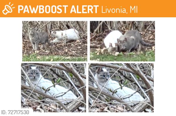 Found/Stray Unknown Cat last seen Seven Mile Road and Lathers, Livonia, MI 48152