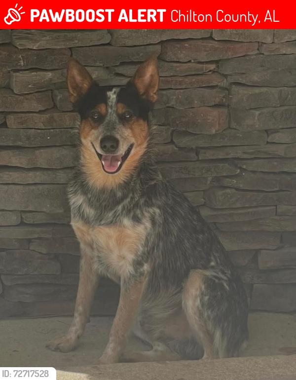 Lost Male Dog last seen Co rd 107 and Co rd 73, Chilton County, AL 36792
