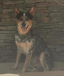 Lost Male Dog last seen Co rd 107 and Co rd 73, Chilton County, AL 36792