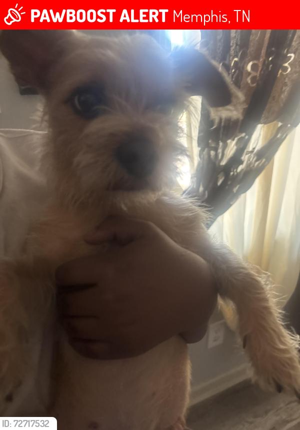 Lost Male Dog last seen ralelgh lagrange rd near fas station , Memphis, TN 38128