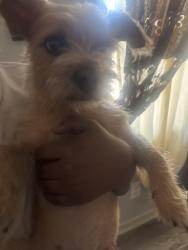 Lost Male Dog last seen ralelgh lagrange rd near fas station , Memphis, TN 38128