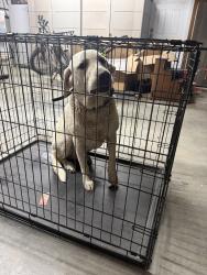 Found/Stray Male Dog last seen Bellview Cemetery , Opelousas, LA 70571