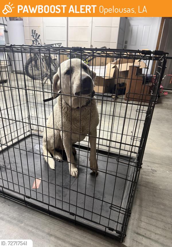Found/Stray Male Dog last seen Bellview Cemetery , Opelousas, LA 70571