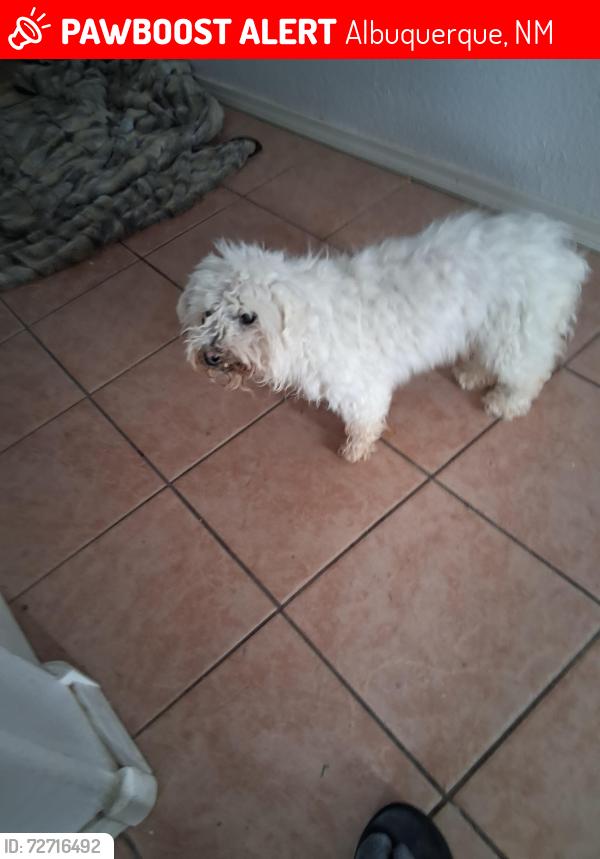 Lost Male Dog last seen 98th and Sage, Albuquerque, NM 87121