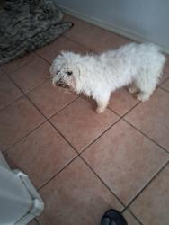 Lost Male Dog last seen 98th and Sage, Albuquerque, NM 87121