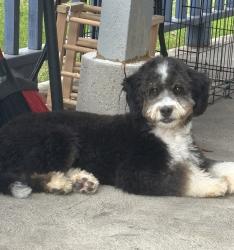 Lost Male Dog last seen Lambertson Lakes, Thornton, CO 80229