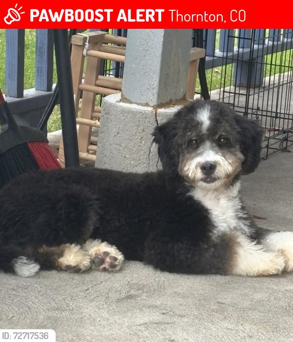 Lost Male Dog last seen Lambertson Lakes, Thornton, CO 80229