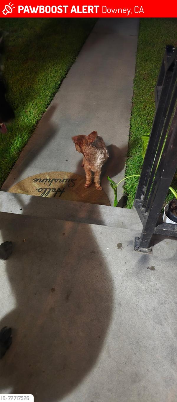 Lost Unknown Dog last seen Anarchy bar, Downey, CA 90242