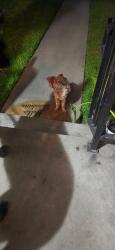 Lost Unknown Dog last seen Anarchy bar, Downey, CA 90242