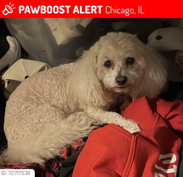 Lost Female Dog last seen 103rd St. Lawrence Ave., Chicago, IL 60628