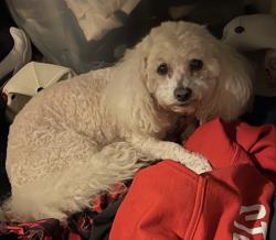 Lost Female Dog last seen 103rd St. Lawrence Ave., Chicago, IL 60628