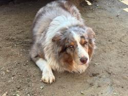 Lost Male Dog last seen East 7th and Springdale, Austin, TX 78702