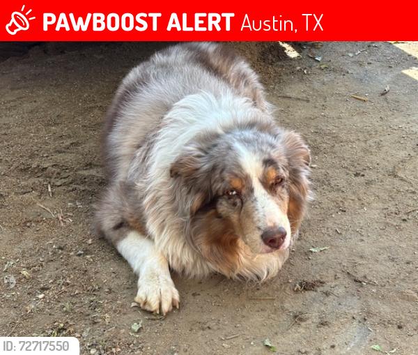 Lost Male Dog last seen East 7th and Springdale, Austin, TX 78702