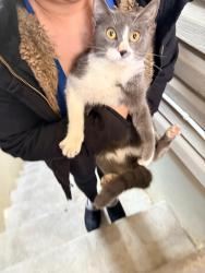 Found/Stray Female Cat last seen Near 110th ave , Queens, NY 11433