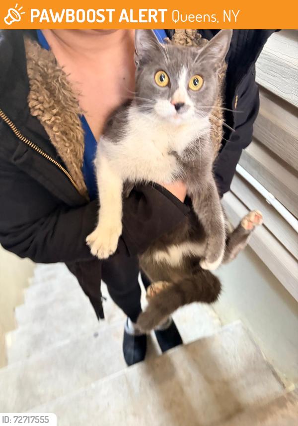 Found/Stray Female Cat last seen Near 110th ave , Queens, NY 11433