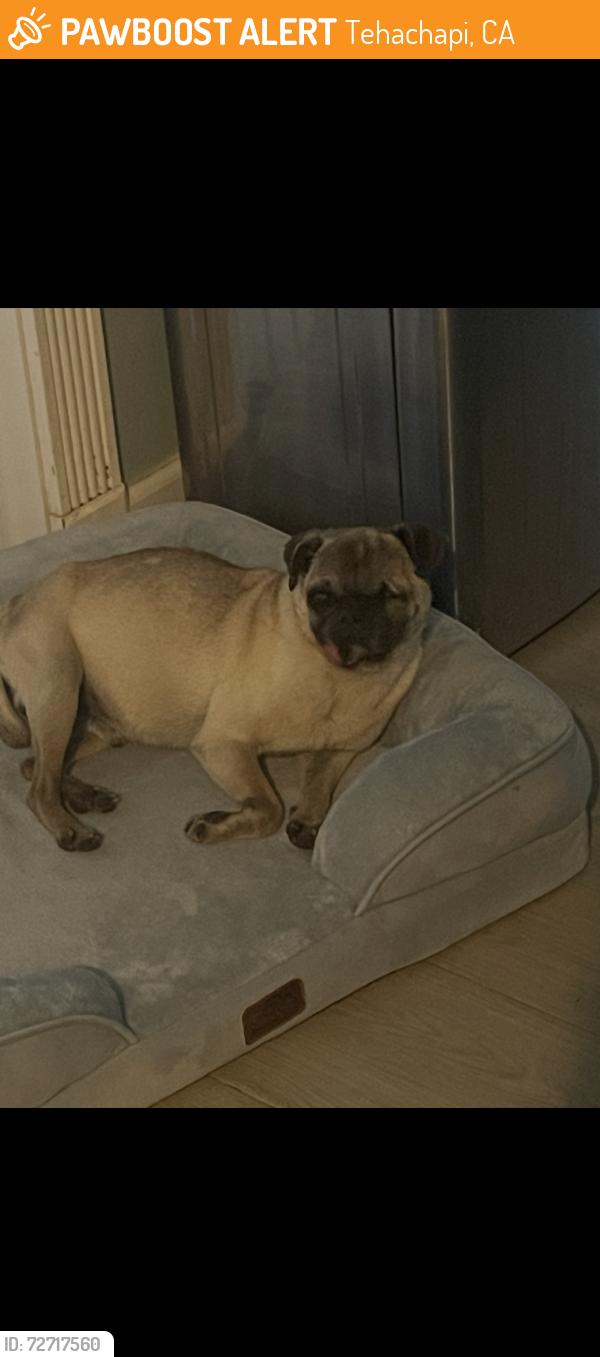 Found/Stray Male Dog last seen Mulberry Street, Tehachapi, CA 93561