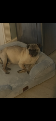 Found/Stray Male Dog last seen Mulberry Street, Tehachapi, CA 93561
