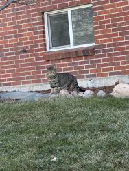 Lost Male Cat last seen Near e asbury ave, Denver, CO 80222