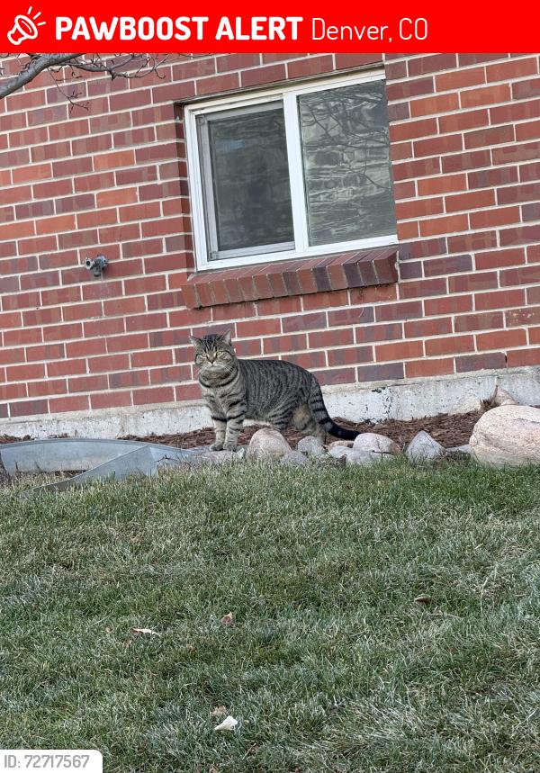 Lost Male Cat last seen Near e asbury ave, Denver, CO 80222