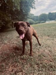 Lost Male Dog last seen Unity church rd Kannapolis nc 28081, Kannapolis, NC 28081