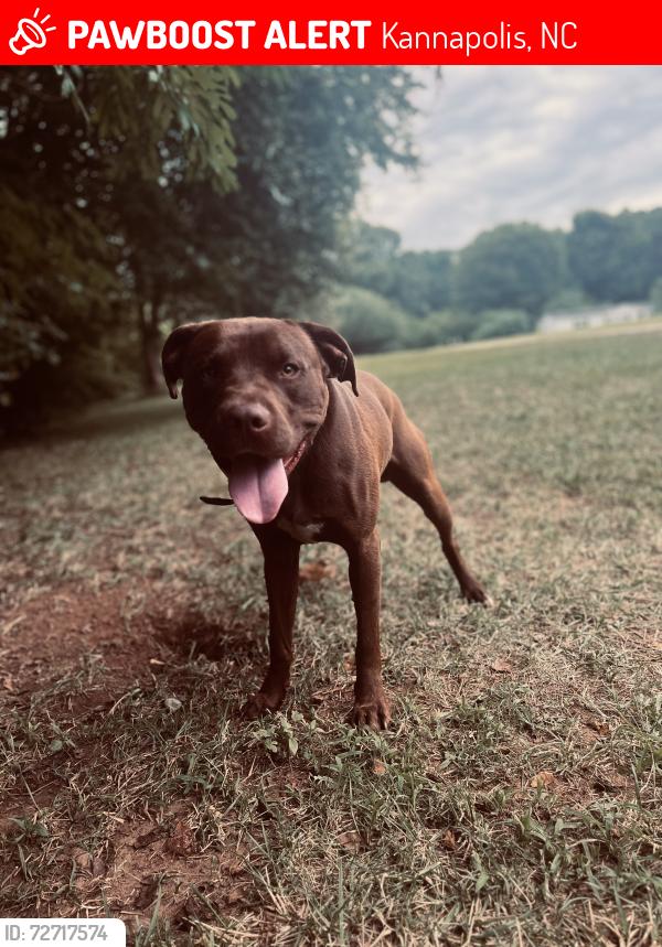 Lost Male Dog last seen Unity church rd Kannapolis nc 28081, Kannapolis, NC 28081