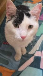 Found/Stray Unknown Cat last seen Chilis on tunnel rd, Asheville, NC 28805