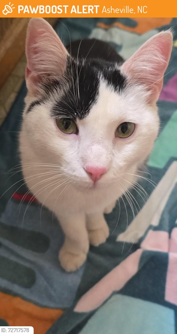 Found/Stray Unknown Cat last seen Chilis on tunnel rd, Asheville, NC 28805