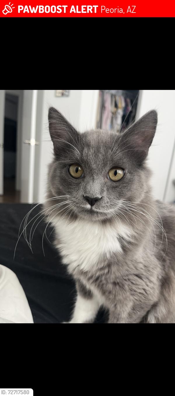 Lost Female Cat last seen 71st and Peoria , Peoria, AZ 85345