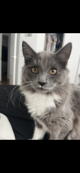 Lost Female Cat last seen 71st and Peoria , Peoria, AZ 85345