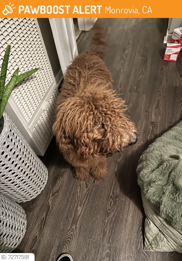 Found/Stray Male Dog last seen Shamrock Ave & Lime, Monrovia, CA 91016