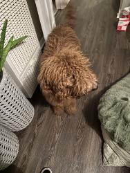 Found/Stray Male Dog last seen Shamrock Ave & Lime, Monrovia, CA 91016