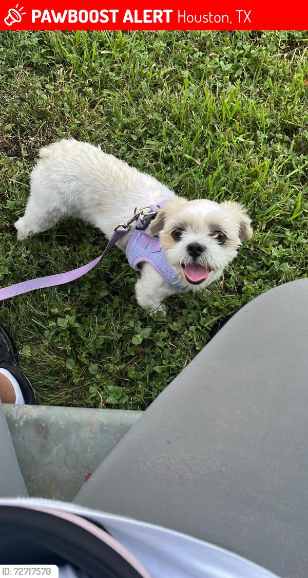 Lost Female Dog last seen Blackhawk 77075, Houston, TX 77089