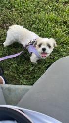 Lost Female Dog last seen Blackhawk 77075, Houston, TX 77089