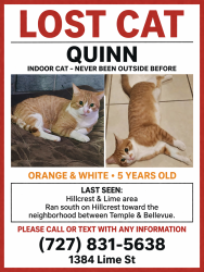Lost Male Cat last seen Hillcrest and Lime street in clearwater, Clearwater, FL 33756