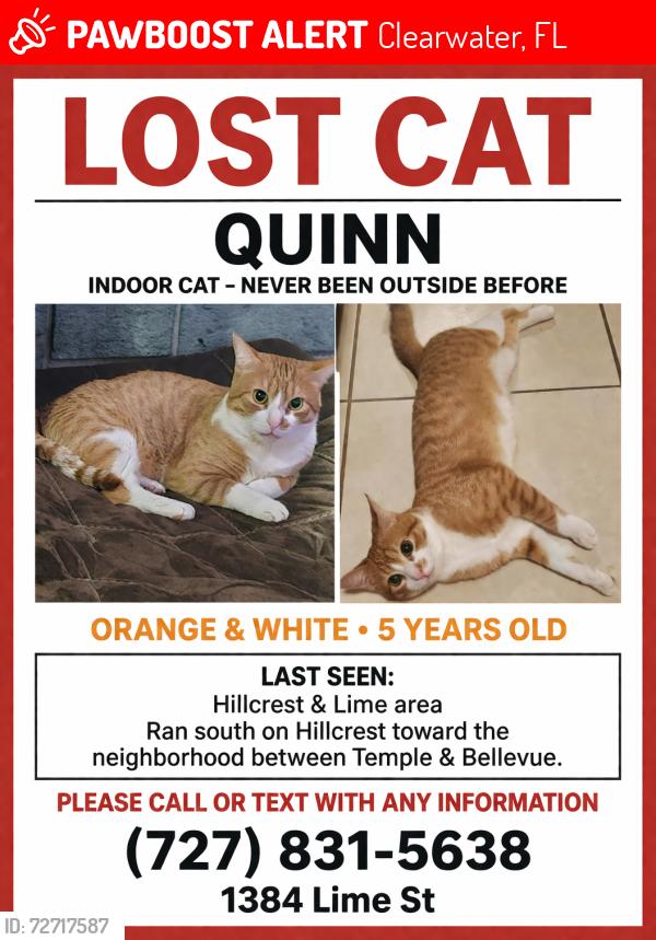 Lost Male Cat last seen Hillcrest and Lime street in clearwater, Clearwater, FL 33756