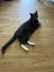 Lost Male Cat last seen Kodiak Ave & Inwood Dr, Santa Barbara, CA 93111