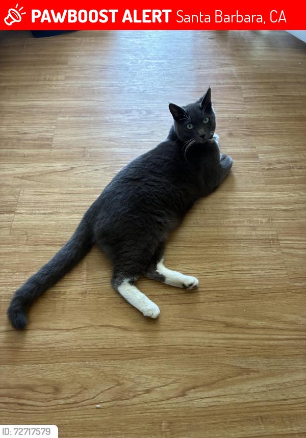Lost Male Cat last seen Kodiak Ave & Inwood Dr, Santa Barbara, CA 93111