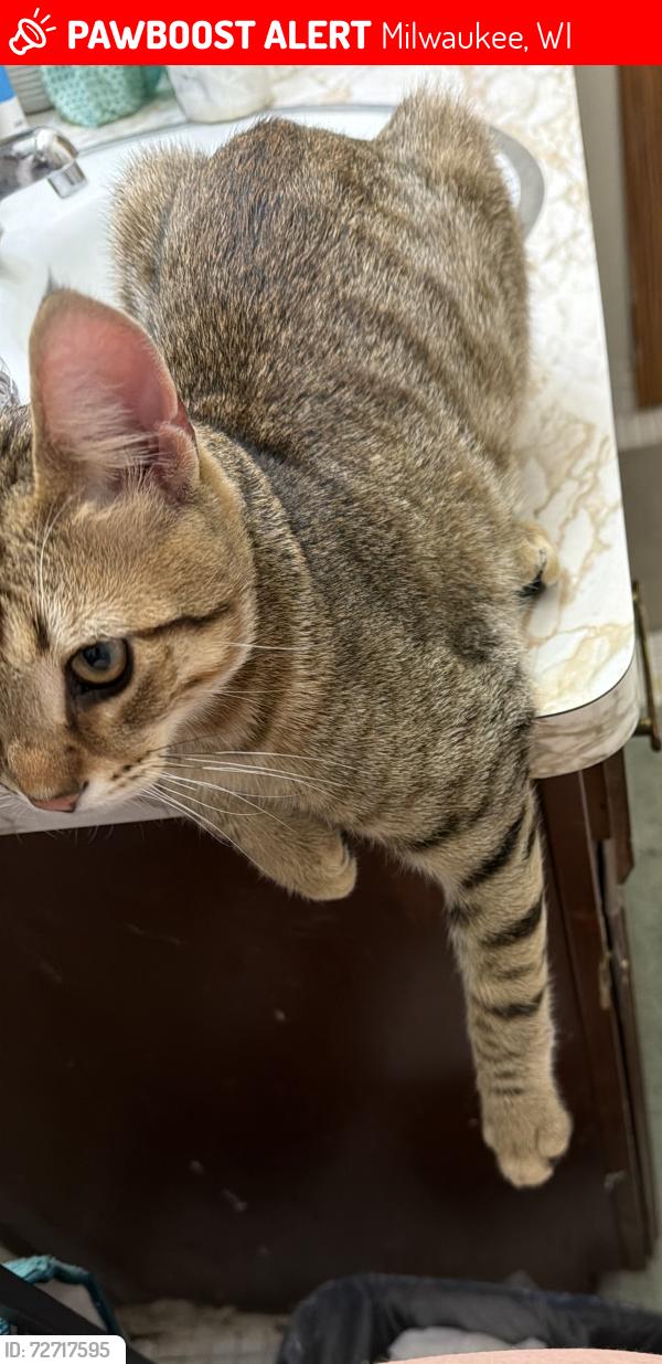 Lost Male Cat last seen Cross panda, Milwaukee, WI 53221