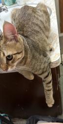 Lost Male Cat last seen Cross panda, Milwaukee, WI 53221