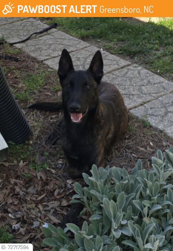 Found/Stray Male Dog last seen West Gate City Blvd, Greensboro, NC 27407