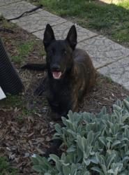 Found/Stray Male Dog last seen West Gate City Blvd, Greensboro, NC 27407