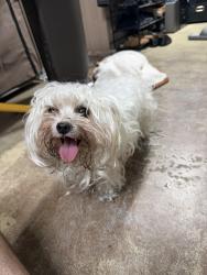 Found/Stray Male Dog last seen Regency park blvd, Pasco County, FL 34668