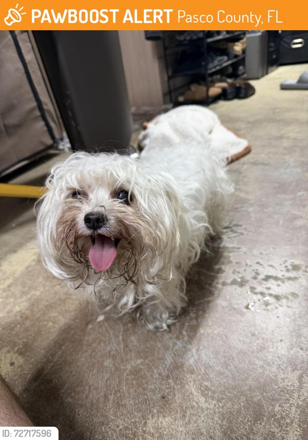 Found/Stray Male Dog last seen Regency park blvd, Pasco County, FL 34668