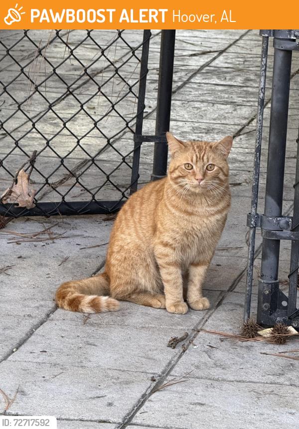 Found/Stray Male Cat last seen Off John Hawkins pkwy/ Trace Crossings Dr , Hoover, AL 35244