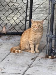 Found/Stray Male Cat last seen Off John Hawkins pkwy/ Trace Crossings Dr , Hoover, AL 35244