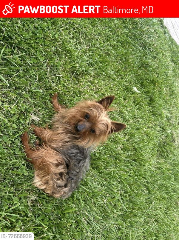 Lost Male Dog last seen Near Rodman way Baltimore md , Baltimore, MD 21205