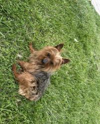 Lost Male Dog last seen Near Rodman way Baltimore md , Baltimore, MD 21205