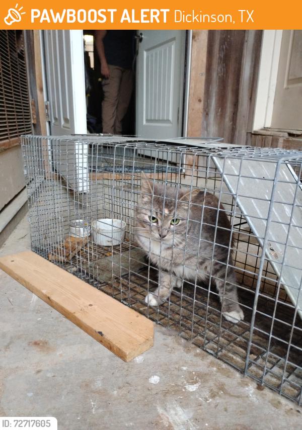 Found/Stray Unknown Cat last seen Hakey Ln, Dickinson, TX 77539